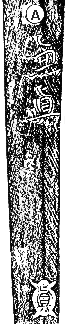 oshigata A
